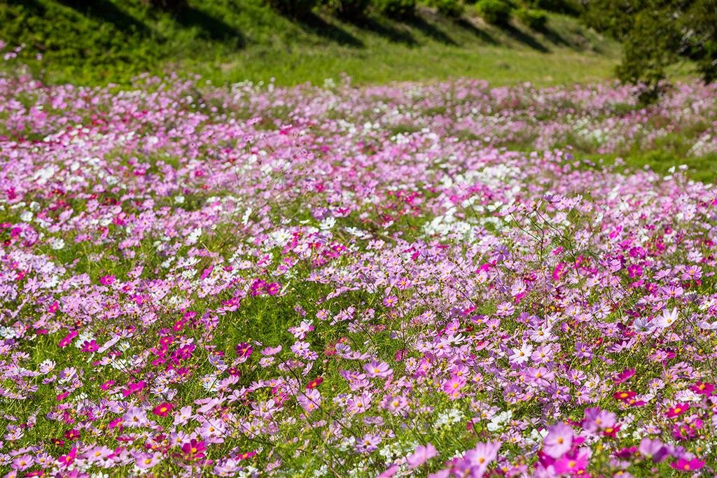 🌸 우와바 고원(우와바코겐) 이미지 8